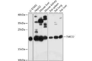 Western blot analysis of extracts of various cell lines, using TMED2 antibody (ABIN7270943) at 1:1000 dilution. (TMED2 anticorps  (AA 60-170))