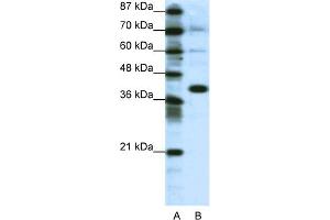 WB Suggested Anti-JUN Antibody Titration:  1. (C-JUN anticorps  (N-Term))