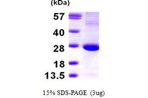 SDS-PAGE (SDS) image for Translin (TSN) (AA 1-228) protein (ABIN667832) (Translin Protein (TSN) (AA 1-228))
