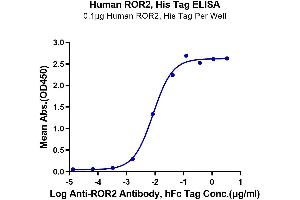 Immobilized Human ROR2, His Tag at 1 μg/mL (100 μL/well) on the plate.
