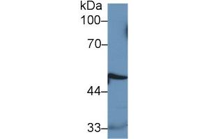 Mouse Capture antibody from the kit in WB with Positive Control: Human MCF7 cell lysate. (Cathepsin D Kit ELISA)