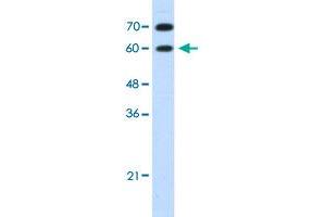 Western Blot analysis of HepG2 cell lysate with DMRT2 polyclonal antibody  at 1. (DMRT2 anticorps  (N-Term))