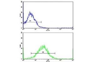 Flow cytometric analysis of K562 cells using TH antibody (bottom histogram) compared to a negative control (top histogram). (Tyrosine Hydroxylase anticorps  (AA 486-514))