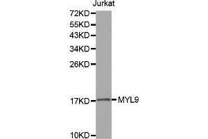 Western blot analysis of extracts of Jurkat cell line, using MYL9 antibody.