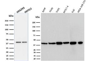 ABIN6383847 to PD-L1 was successfully used to stain an approx. (PD-L1 anticorps  (Extracellular Domain))