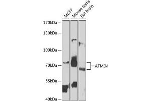 Western blot analysis of extracts of various cell lines, using ATMIN antibody (ABIN6131069, ABIN6137283, ABIN6137284 and ABIN6223095) at 1:1000 dilution. (ATM Interactor anticorps  (AA 160-360))