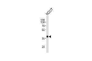 Western blot analysis of lysate from NCCIT cell line, using SOX2 Antibody (ABIN387798 and ABIN2843854). (SOX2 anticorps)