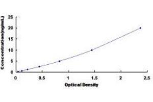 ELISA image for Solute Carrier Family 12 (Sodium/Chloride Transporters), Member 3 (SLC12A3) ELISA Kit (ABIN419998)