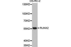 Western blot analysis of extracts of OS-RC-2 cell lines, using RUNX2 antibody. (RUNX2 anticorps  (AA 242-521))