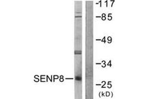 Western blot analysis of extracts from HuvEc cells, using SENP8 Antibody. (SENP8 anticorps  (AA 161-210))