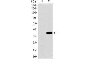 Western blot analysis using MAPK14 mAb against HEK293 (1) and MAPK14 (AA: 299-360)-hIgGFc transfected HEK293 (2) cell lysate.