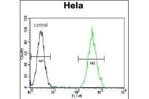 RARA Antibody (C-term) (ABIN657770 and ABIN2846746) flow cytometric analysis of Hela cells (right histogram) compared to a negative control cell (left histogram). (Retinoic Acid Receptor alpha anticorps  (C-Term))