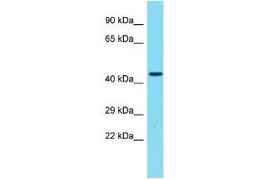 Host: Rabbit Target Name: GPR173 Sample Type: 721_B Whole Cell lysates Antibody Dilution: 1. (GPR173 anticorps  (C-Term))