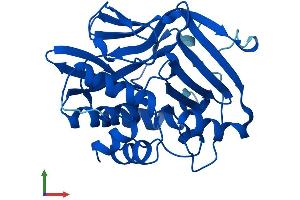 AlphaFold protein structure predicition of Mouse Recombinant Nat3 Protein, UniprotID P50296