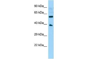 WB Suggested Anti-GPR78 Antibody Titration: 1. (GPR78 anticorps  (C-Term))