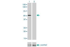 Western blot analysis of GSR over-expressed 293 cell line, cotransfected with GSR Validated Chimera RNAi (Lane 2) or non-transfected control (Lane 1). (Glutathione Reductase anticorps  (AA 413-522))