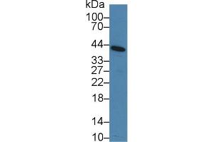 Detection of CD276 in Mouse Serum using Polyclonal Antibody to Cluster Of Differentiation 276 (CD276)