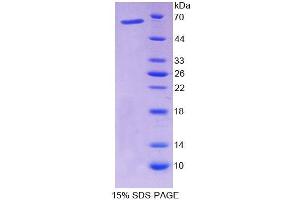 SDS-PAGE (SDS) image for Nuclear Factor I/X (MLZE) (AA 13-298) protein (His tag,GST tag) (ABIN6237463)