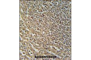 RASAL3 Antibody immunohistochemistry analysis in formalin fixed and paraffin embedded human spleen tissue followed by peroxidase conjugation of the secondary antibody and DAB staining. (RASAL3 anticorps  (C-Term))