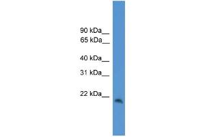 WB Suggested Anti-CBLN1 Antibody Titration: 0.