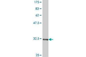 Western Blot detection against Immunogen (33.