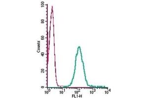 Cell surface detection of CRLR in live intact human THP-1 monocytic leukemia cells: (black line) Cells. (CALCRL anticorps  (Extracellular))