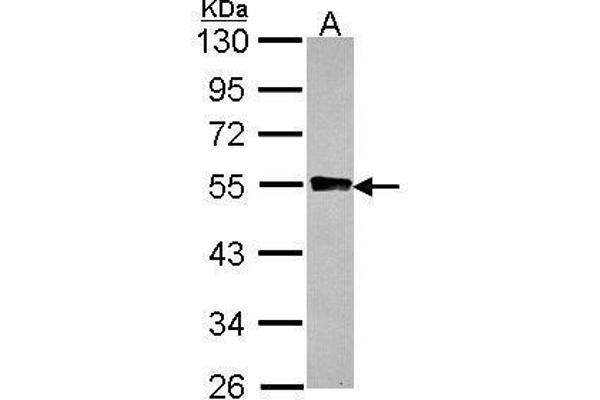 Glycogenin 2 antibody  (N-Term)