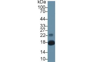 Western Blot; Sample: Mouse Pancreas lysate; Primary Ab: 1µg/ml Rabbit Anti-Mouse CHEM Antibody Second Ab: 0. (Chemerin anticorps  (AA 21-155))