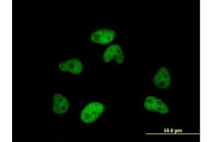 Immunofluorescence of purified MaxPab antibody to SFRS12 on HeLa cell. (SFRS12 anticorps  (AA 1-508))