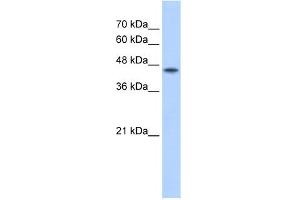 WB Suggested Antibody Titration:  2. (POFUT2 anticorps  (C-Term))