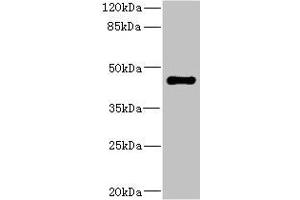 Western blot All lanes: STRADA antibody IgG at 1. (STRADA anticorps  (AA 25-210))