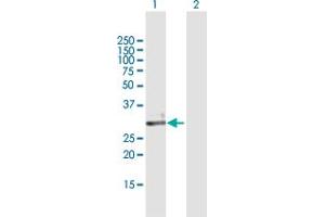 Western Blot analysis of ECH1 expression in transfected 293T cell line by ECH1 MaxPab polyclonal antibody.