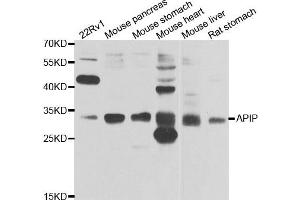 Western blot analysis of extracts of various cell lines, using APIP antibody.