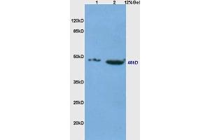 Lane 1: Mouse Thymus Lane 2: Mouse embryo probed with Anti-CD4 Polyclonal Antibody  at 1:5000 for 90 min at 37˚C.