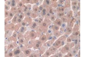 Detection of HPSE in Mouse Liver Tissue using Polyclonal Antibody to Heparanase (HPSE) (HPSE anticorps  (AA 280-412))