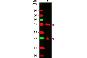WBM - MOUSE IgG [H&L] Antibody CY5 Conjugated Pre-adsorbed Western Blot of Cy5 conjugated Goat anti-Mouse IgG Pre-adsorbed secondary antibody. (Chèvre anti-Souris IgG Anticorps (Cy5) - Preadsorbed)