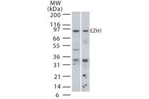 Image no. 1 for anti-Enhancer of Zeste Homolog 1 (EZH1) (AA 350-400) antibody (ABIN208437) (EZH1 anticorps  (AA 350-400))