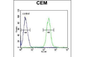Flow cytometric analysis of CEM cells (right histogram) compared to a negative control cell (left histogram). (ATP6V0A4 anticorps  (AA 235-261))