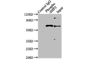 Immunoprecipitating Phospho-PTPN11 in Hela whole cell lysate treated with Pervanadate Lane 1: Rabbit control IgG(1 μg)instead of ABIN7127735 in Hela whole cell lysate treated with Pervanadate.