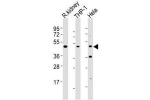Western blot testing of BMP2 antibody at 1:2000 dilution.