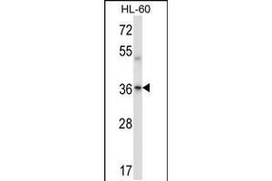 Western blot analysis in HL-60 cell line lysates (35ug/lane). (PRKACA/PRKACB anticorps  (C-Term))