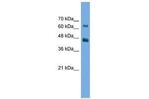 AGK antibody used at 0. (Acylglycerol Kinase anticorps  (N-Term))