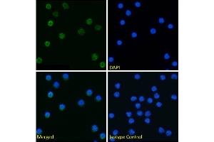 Immunofluorescence staining of fixed mouse splenocytes with anti-Tim-4 antibody 5G3. (Recombinant TIMD4 anticorps)