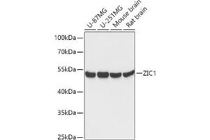 Western blot analysis of extracts of various cell lines, using ZIC1 antibody (ABIN7271537) at 1:1000 dilution. (ZIC1 anticorps  (AA 120-210))