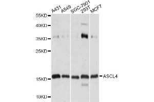 Western blot analysis of extracts of various cell lines, using ASCL4 antibody. (ASCL4 anticorps)