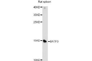 Western blot analysis of extracts of rat spleen, using BATF3 antibody. (BATF3 anticorps)