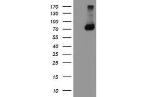 Western Blotting (WB) image for anti-TNF Receptor-Associated Protein 1 (TRAP1) antibody (ABIN1501500) (TRAP1 anticorps)
