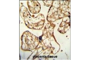 anti-Pregnancy Specific beta-1-Glycoprotein 9 (PSG9) (AA 108-137) antibody