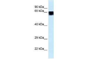 Western Blot showing FAM161A antibody used at a concentration of 1. (FAM161A anticorps  (C-Term))