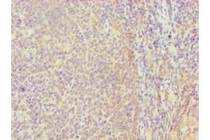 Immunohistochemistry of paraffin-embedded human tonsil tissue using ABIN7152857 at dilution of 1:100 (FGFBP1 anticorps  (AA 24-234))